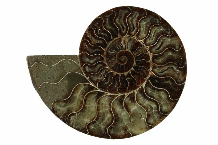 Cut & Polished Ammonite Fossil (Half) - Madagascar #341213
